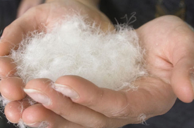 Play youtube video about Responsibly Sourced Down